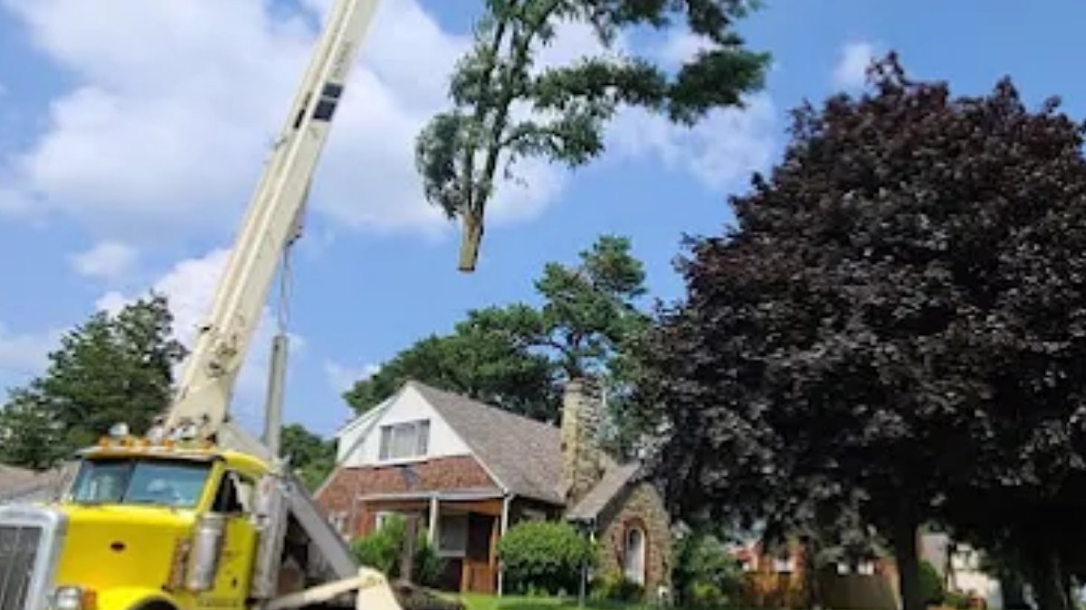 Solid Oak Tree Service tweet media