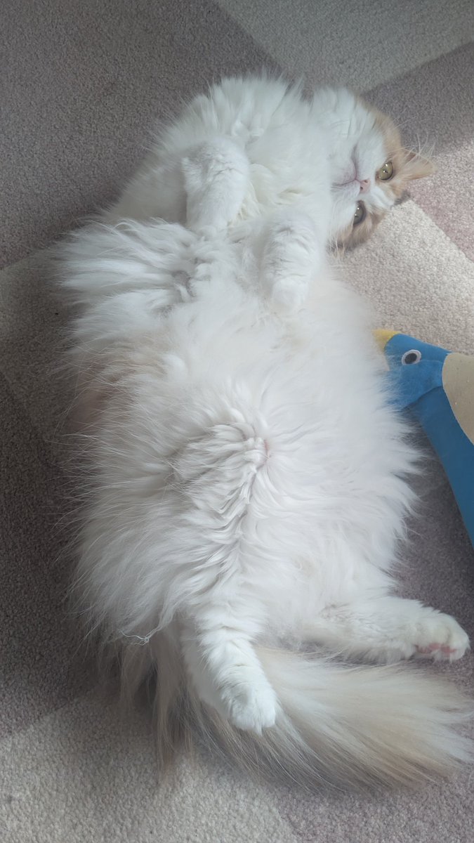 0324_mocha's tweet photo. 暖かくなってきたので、床に落ちてることが増えてきました🦭笑

#ねこ #ねこのいる生活 https://t.co/MNx9DEfgtx