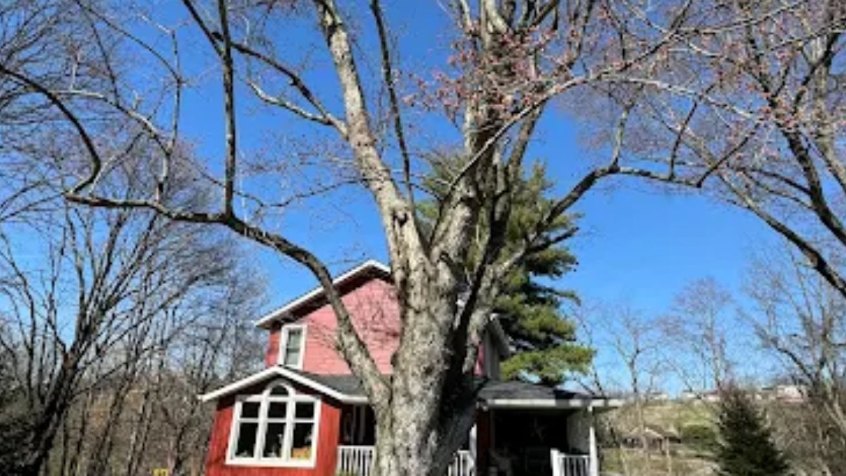 Solid Oak Tree Service tweet media