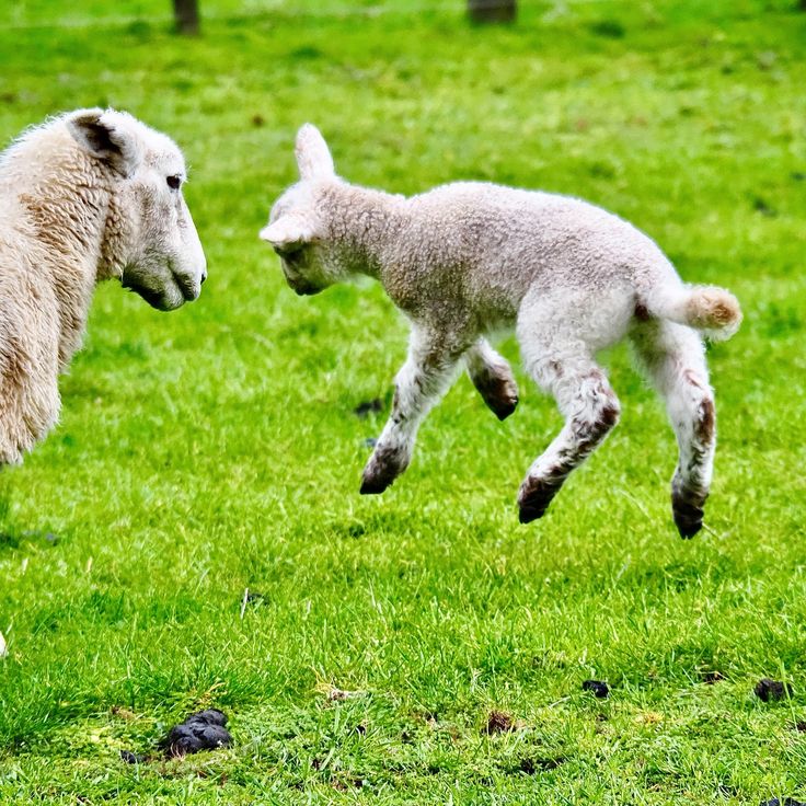 Sheep Daily 🐑 tweet media