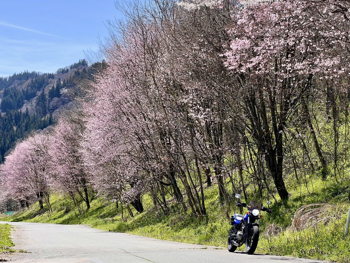 yoshi 223 tweet media