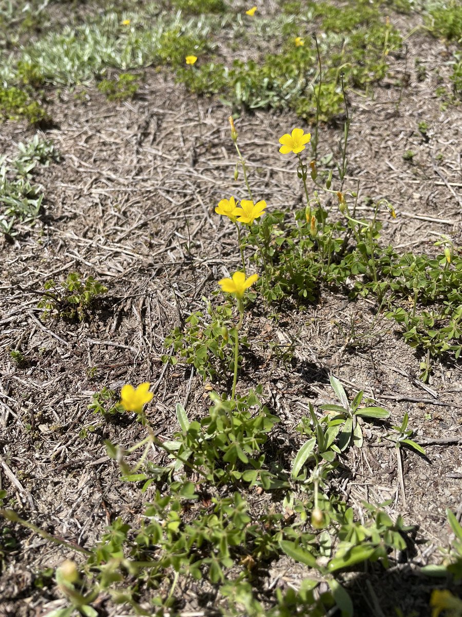 Affection1231's tweet photo. 花なのか草なのか🤔 https://t.co/5TdCq2BuQF