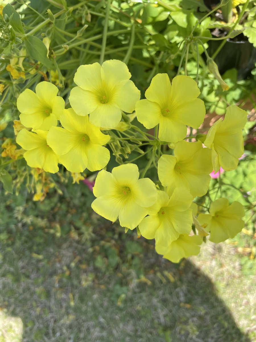 Affection1231's tweet photo. 花なのか草なのか🤔 https://t.co/5TdCq2BuQF