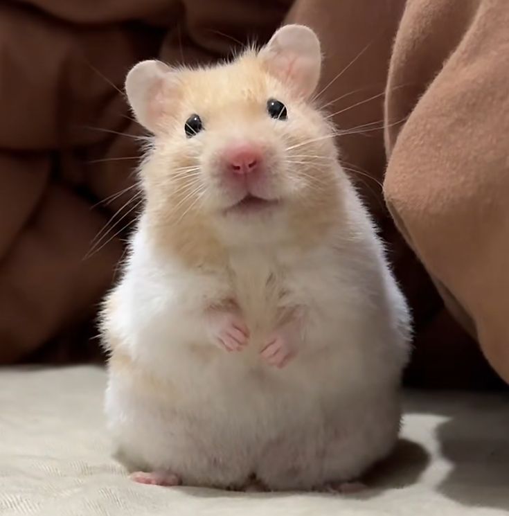 Tweets Of Hamster (@tweetsofhamster) on Twitter photo 