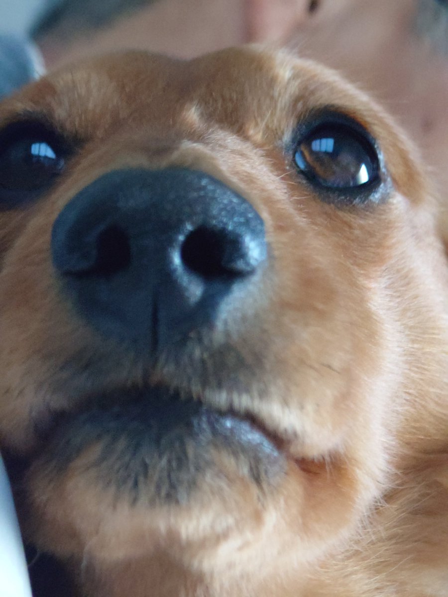 ラッキー tweet media