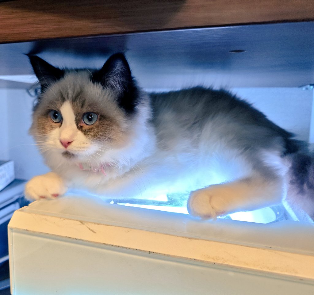 い(´・ω・｀)ぬ　flypenpen tweet media