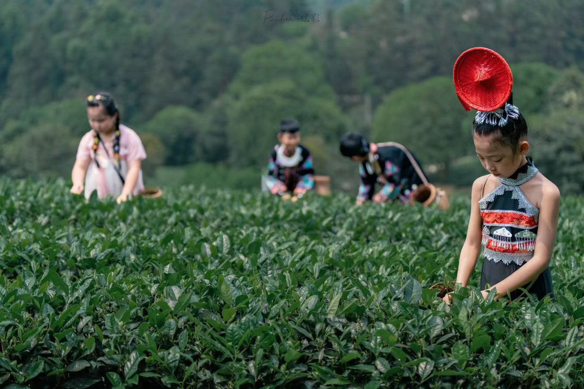 LaibinLife's tweet photo. Fresh tea buds, mountain breeze, and joyful hands: Spring harvest in Jinxiu’s highland tea gardens feels like pure peace. JinxiuYao #SpringTea #GuangxiTravel .Photo by Panbin https://t.co/RIZZJwTCBC