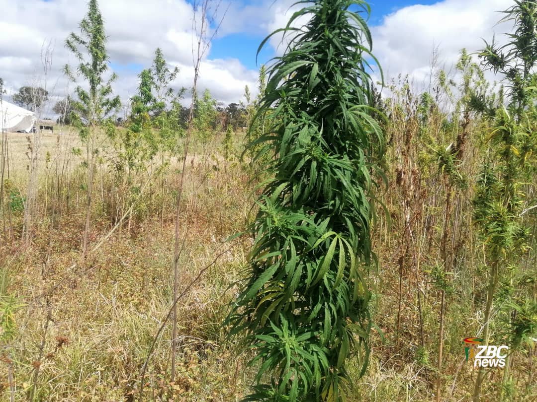 ZBC News tweet media