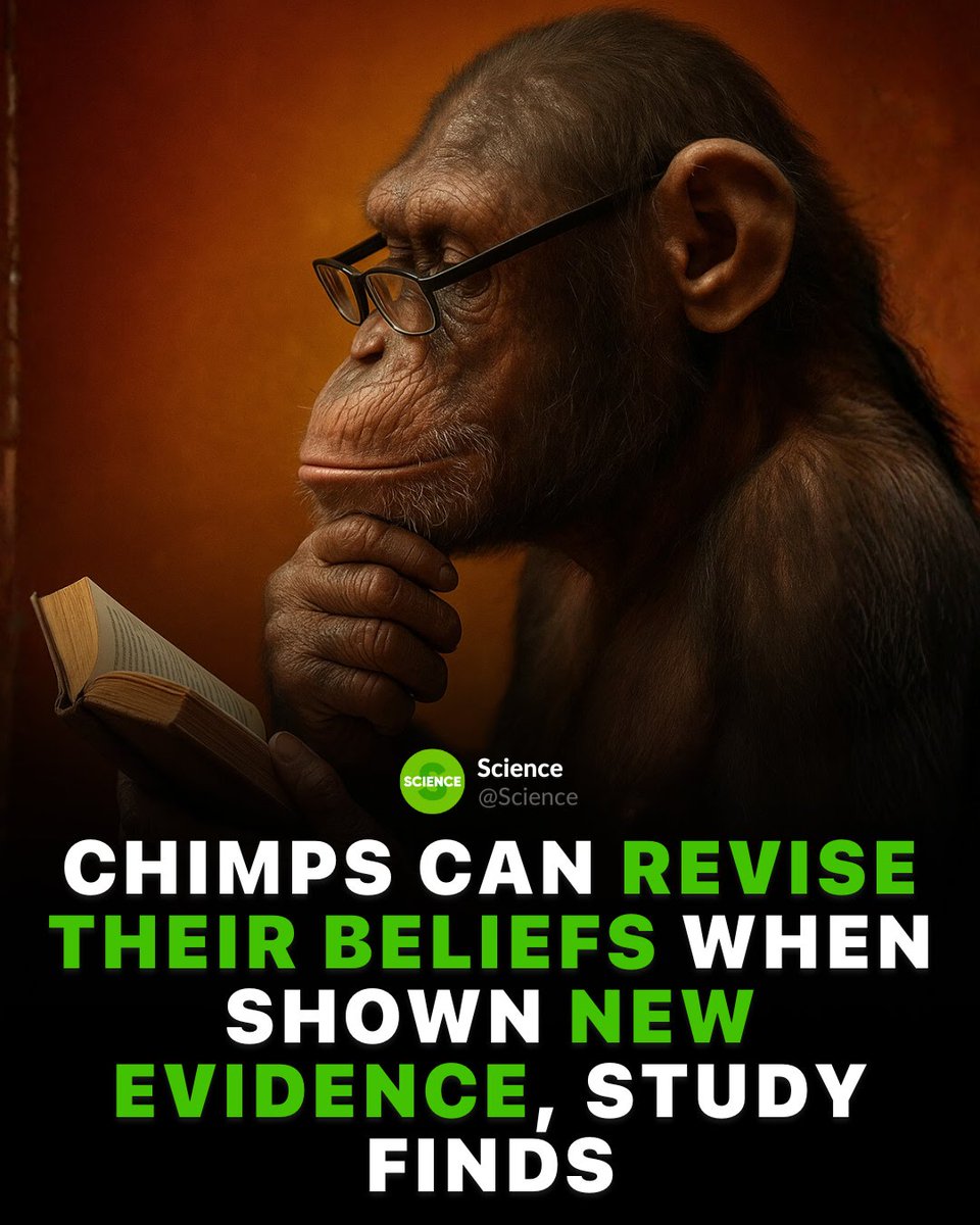 Kung-Fu Joe tweet media