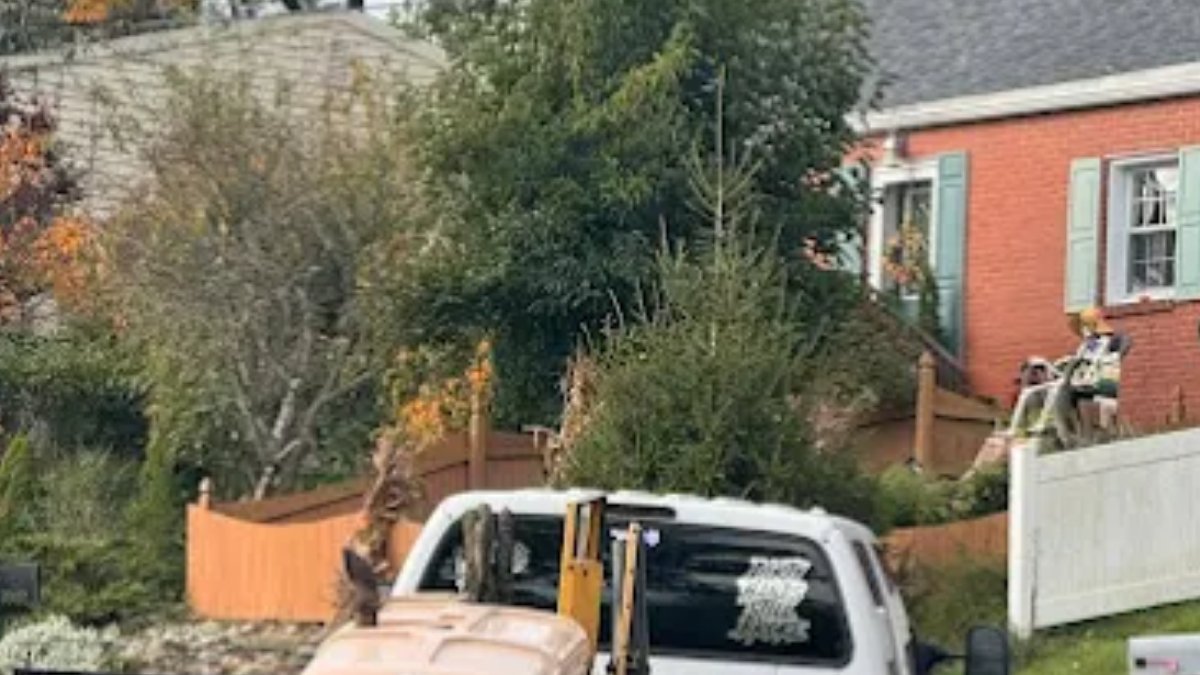 Solid Oak Tree Service tweet media