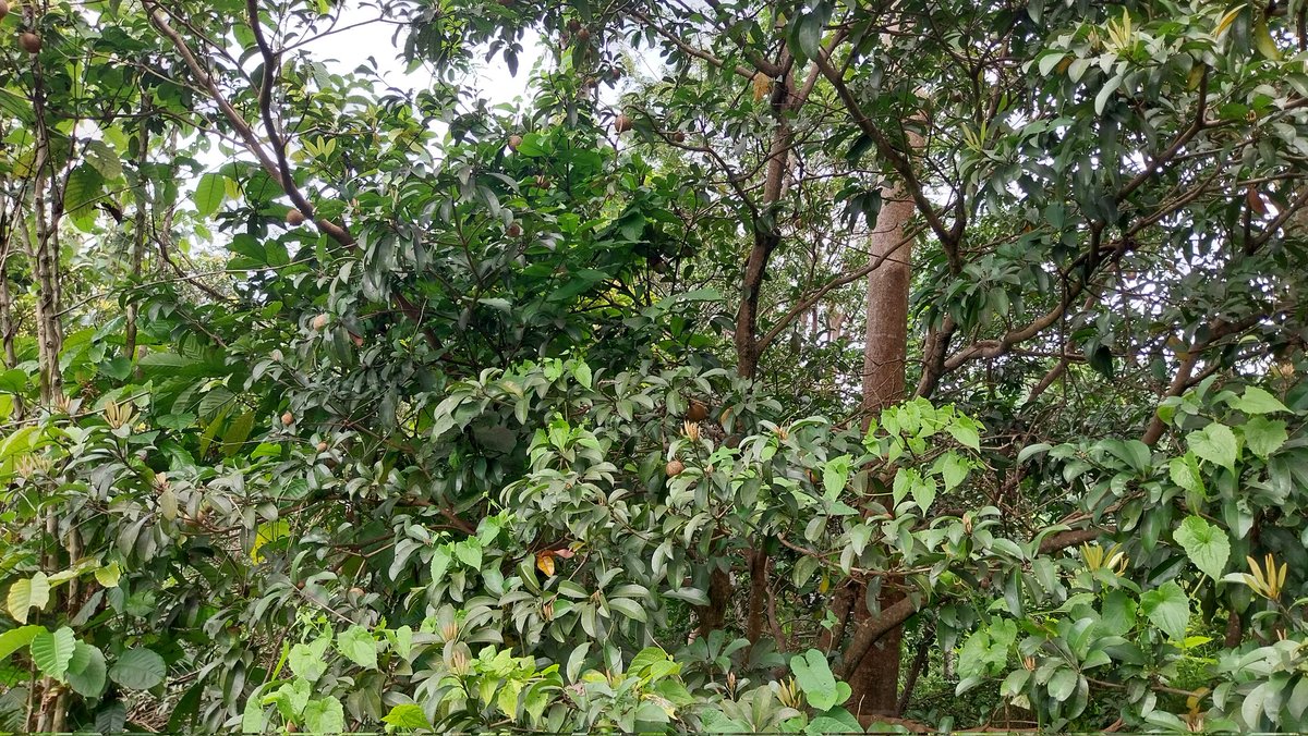 Atilu Nursery tweet media