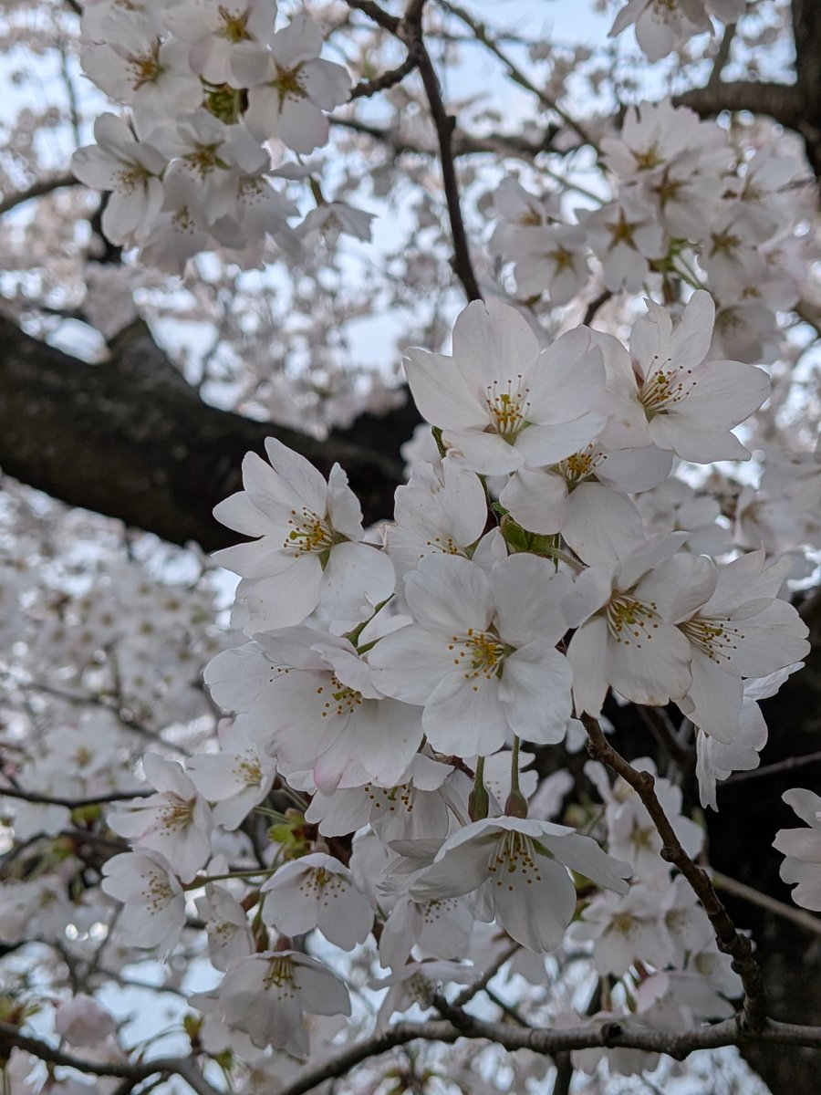 04sakura15's tweet photo. 昨日は雨でしたが晴れ間をみてお花見🌸寒かったけどキレイに咲いてました! https://t.co/SktLjHooEJ
