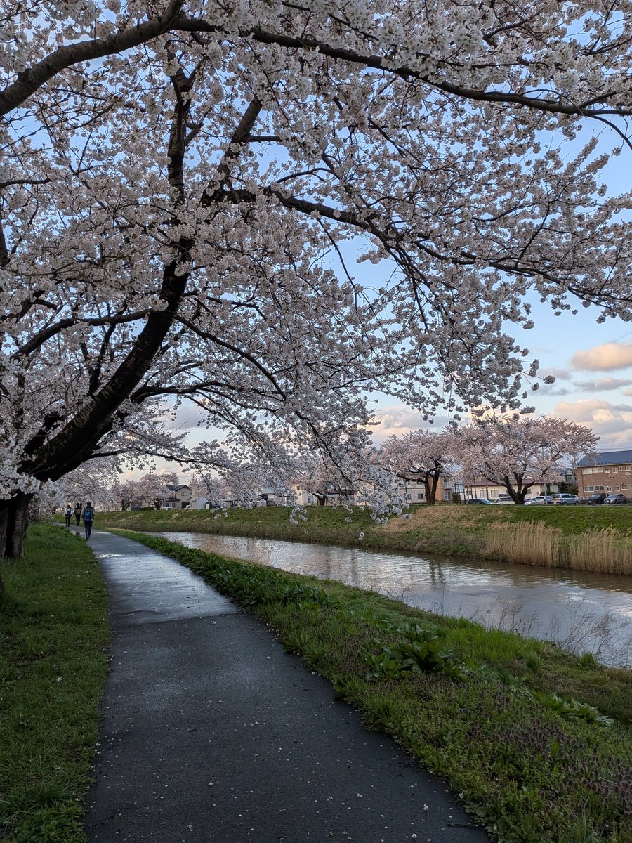 04sakura15's tweet photo. 昨日は雨でしたが晴れ間をみてお花見🌸寒かったけどキレイに咲いてました! https://t.co/SktLjHooEJ