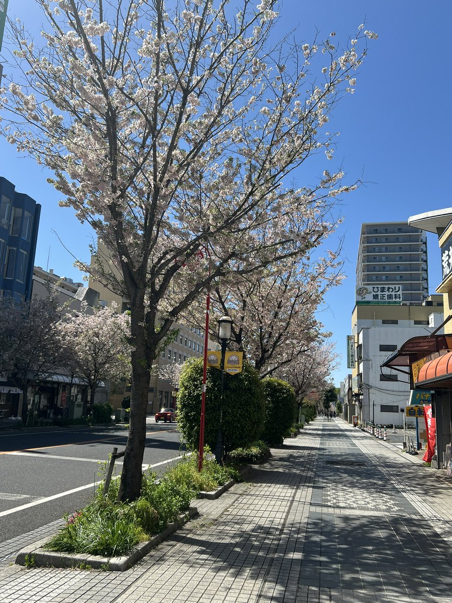 taka62841's tweet photo. やっぱり場所によって桜咲く時期違うんやな🤔
地元は今が見頃✨ https://t.co/zfSUqFcEhA