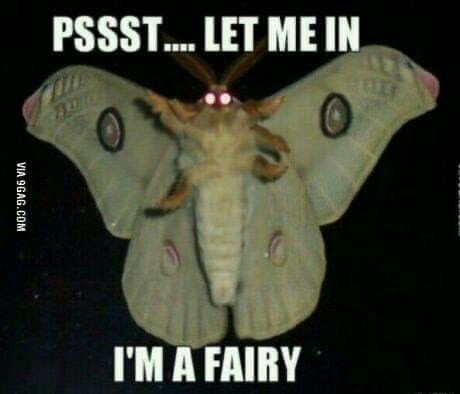 Magnus Moth ཐིཋྀ🧡 tweet media