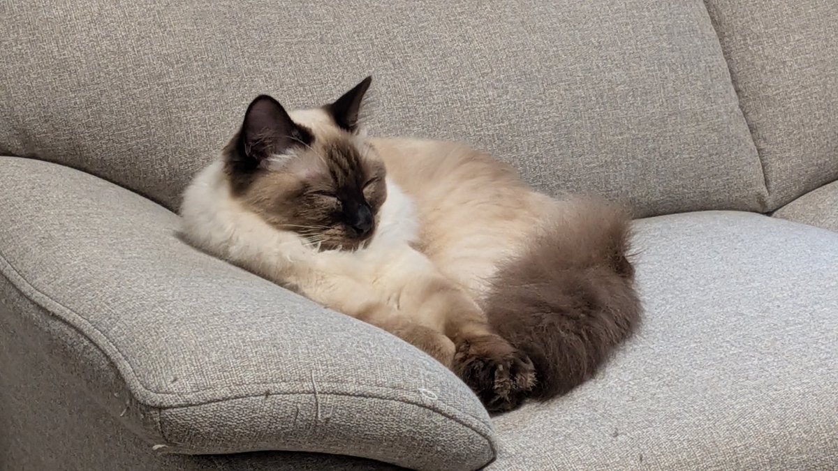 8daim_ko's tweet photo. 首の毛増した？笑

#猫のいる暮らし https://t.co/k2SsGrb8yB