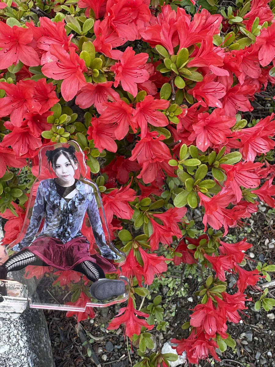 すずかすよしお tweet media