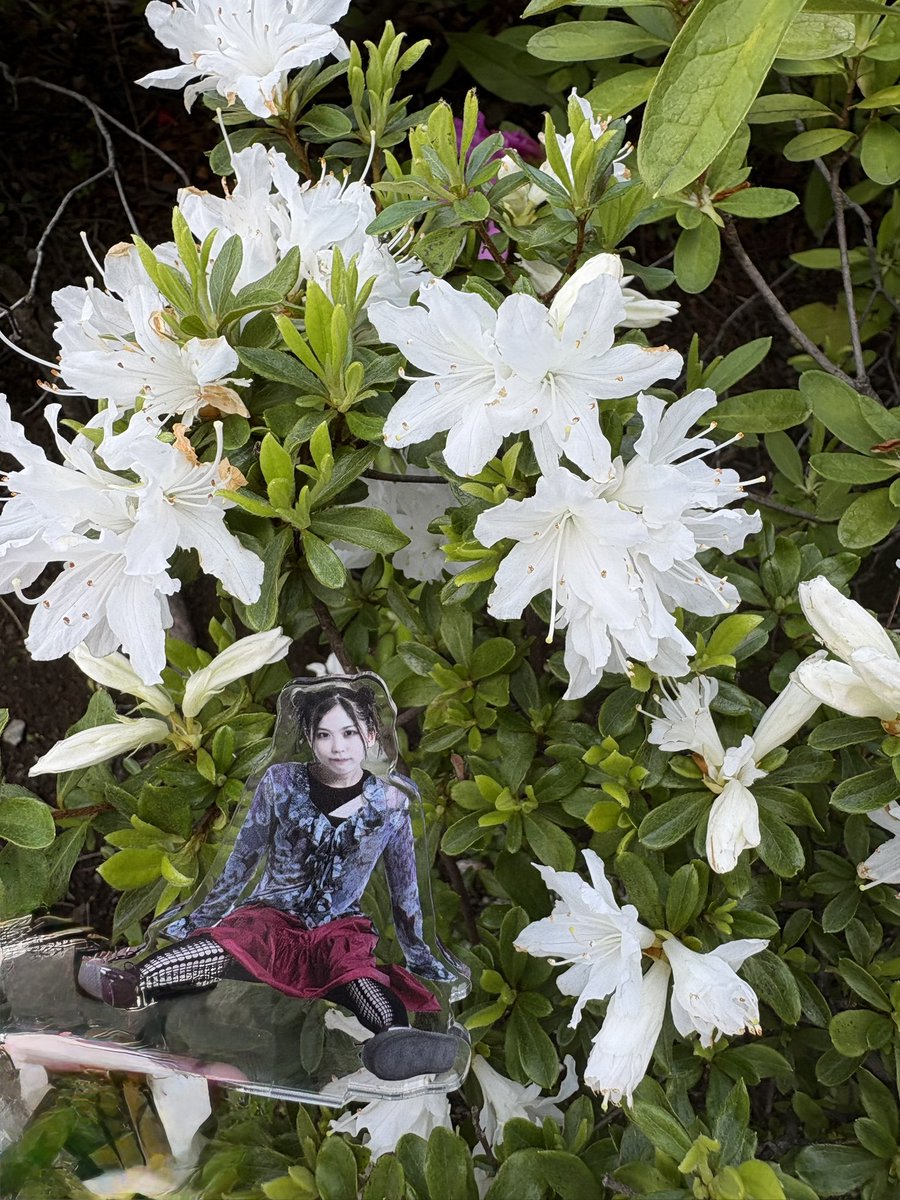 すずかすよしお tweet media