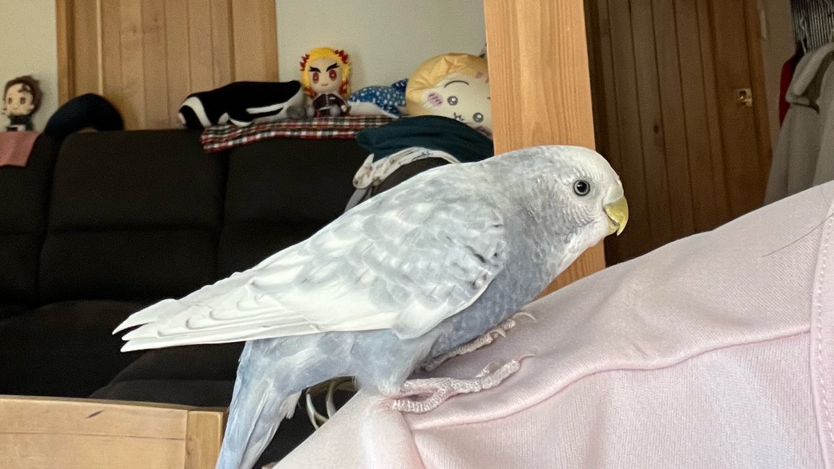 朝から1人きりなので
✍️お絵描きしてますが、
🐦が気になり集中出来ないわ😅
カゴから出たり入ったり…♾️