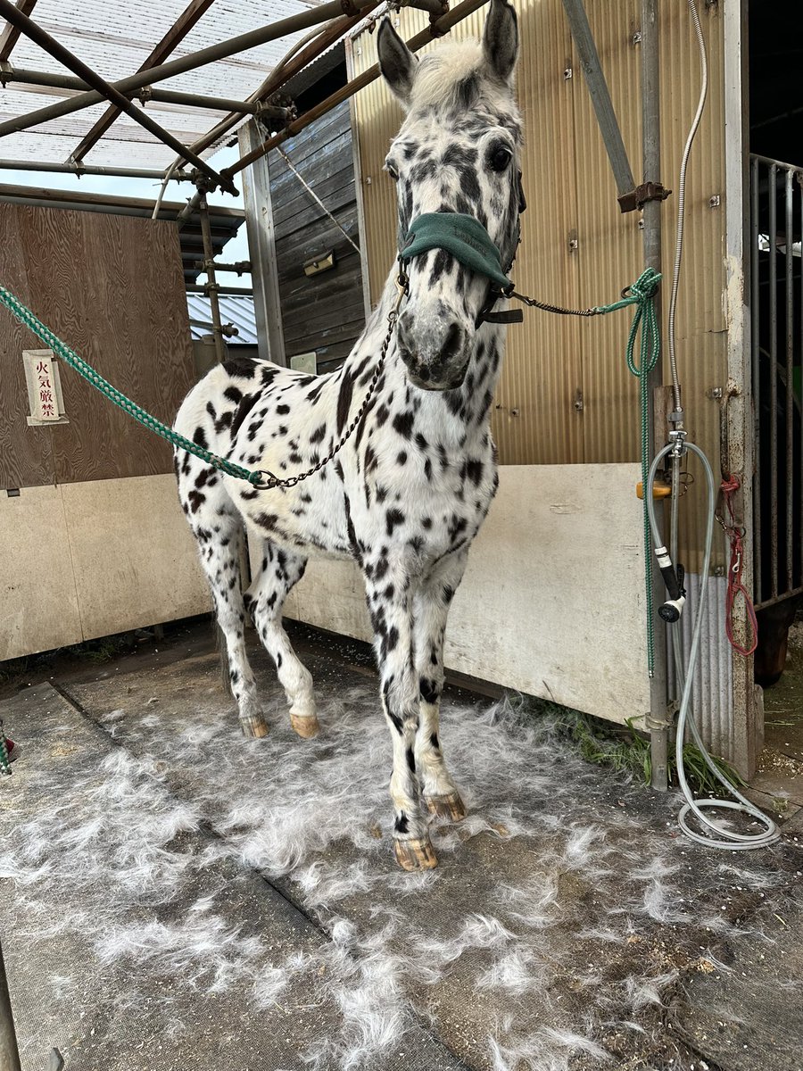 equestrian_team's tweet photo. 無限に毛が出てくる🫨 https://t.co/5WCXdmnPqW