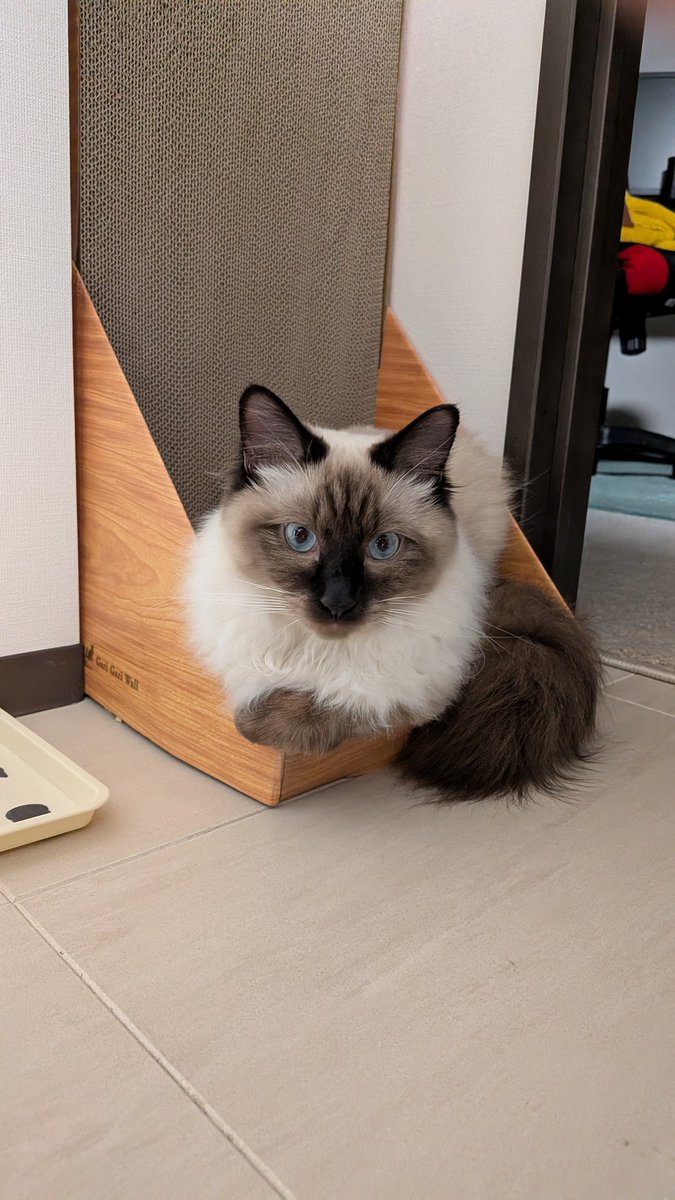 8daim_ko's tweet photo. ここ1週間ほどのおシャムの様子をどうぞ🙆

#猫のいる暮らし https://t.co/ya1S7WOihG