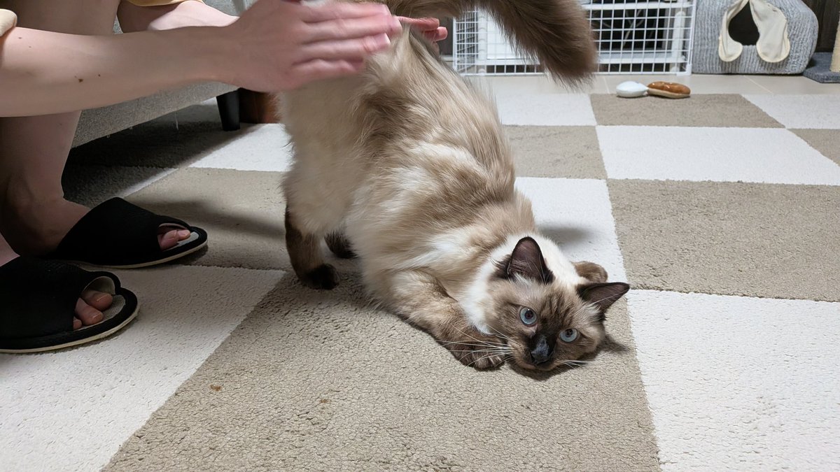 8daim_ko's tweet photo. ここ1週間ほどのおシャムの様子をどうぞ🙆

#猫のいる暮らし https://t.co/ya1S7WOihG