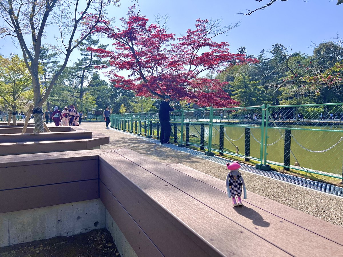 お散歩するフローラさん🐸

 #ワンダーフロッグ