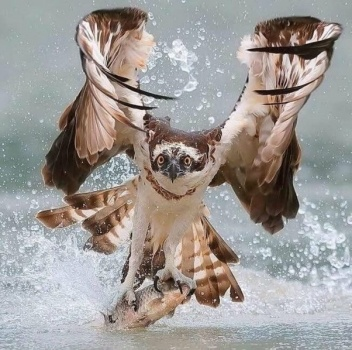 LThonnesen's tweet photo. Osprey https://t.co/mGMkPg5qxp
