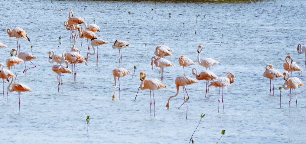 romanrl87's tweet photo. Mientras los turistas se entregan al ocio en tumbonas frente al mar, a escasos metros —a veces solapada entre las propias instalaciones— respira la #ReservaEcológica Centro-Oeste de #CayoCoco, 36 040 ha de #NaturalezaProtegida. https://t.co/viseHA3pHm