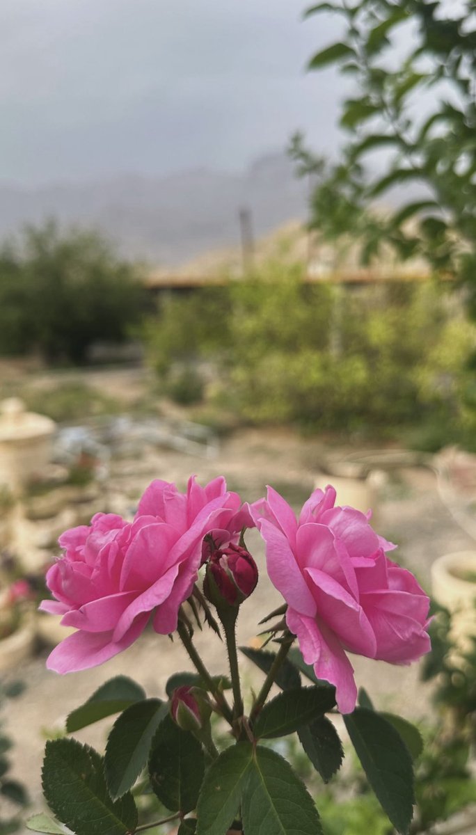hryr256's tweet photo. وَلَقَدْ نَعْلَمُ أَنَّهُ يَضِيقُ صَدْرُكَ بِمَا يَقُولُونَ • فَسَبِّحْ بِحَمْدِ رَبِّكَ وَكُنْ مِنَ السَّاجِدِينَ • وَاعْبُدْ رَبَّكَ حَتَّى يَأْتِيَكَ الْيَقِينُ﴾🤍🤍 https://t.co/XqqM1nMCEY