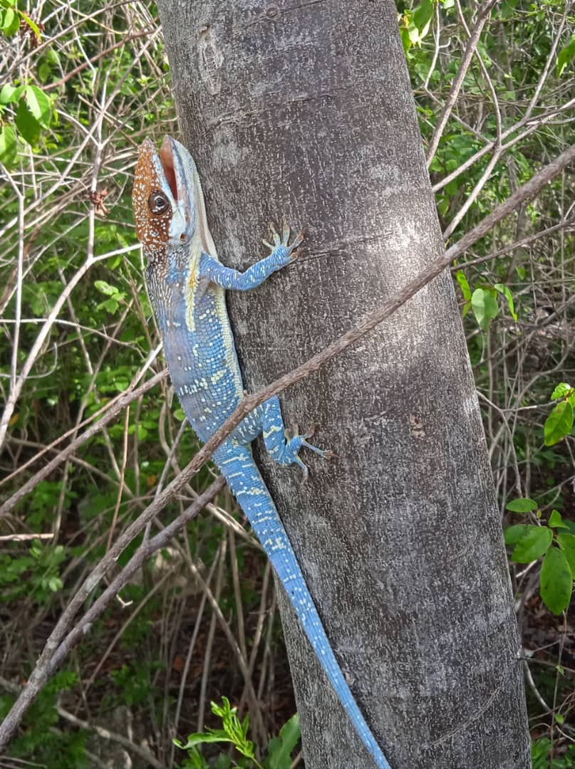 romanrl87's tweet photo. Mientras los turistas se entregan al ocio en tumbonas frente al mar, a escasos metros —a veces solapada entre las propias instalaciones— respira la #ReservaEcológica Centro-Oeste de #CayoCoco, 36 040 ha de #NaturalezaProtegida. https://t.co/viseHA3pHm