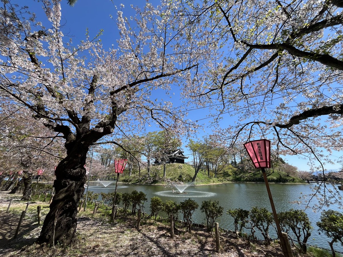 chara901yu's tweet photo. 待ち遠しかったぜ春🌸

#桜
#春
#高田城址公園観桜会 https://t.co/MJDTMYUy1N