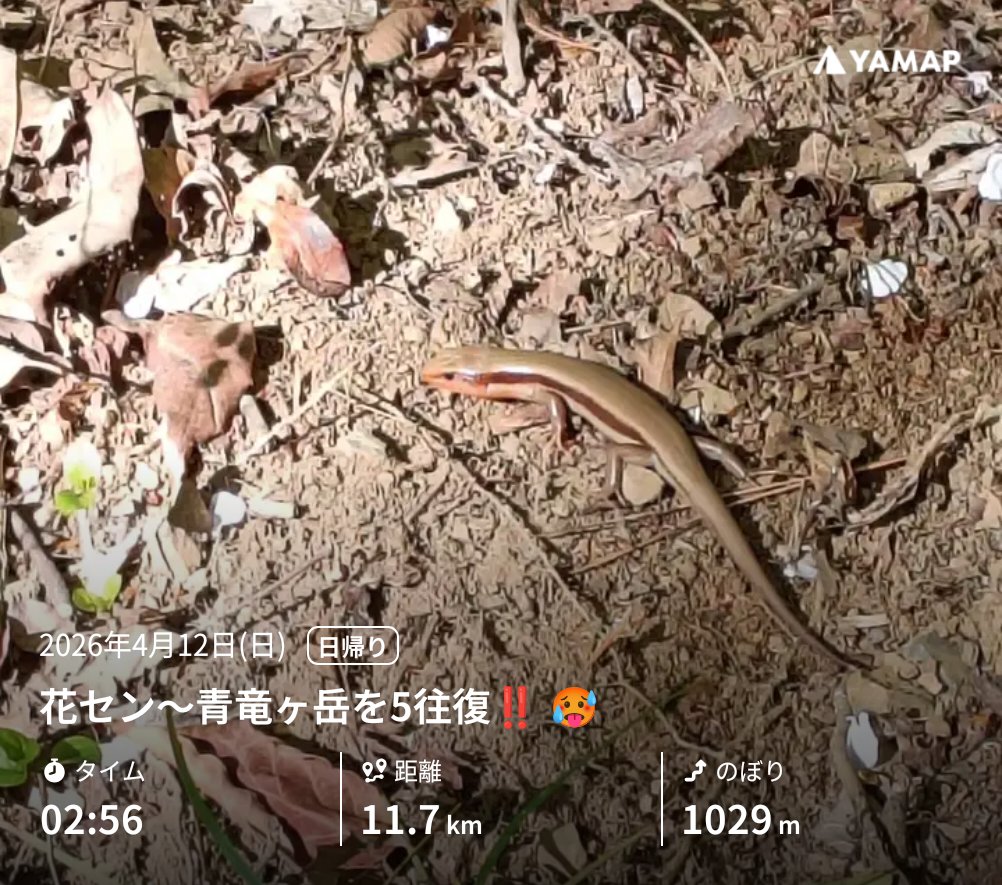 下半身筋肉痛確定しました㊗️✌🏻😇

花セン〜青竜ヶ岳を5往復‼️🥵 yamap.com/activities/473… #YAMAP #山歩しよう