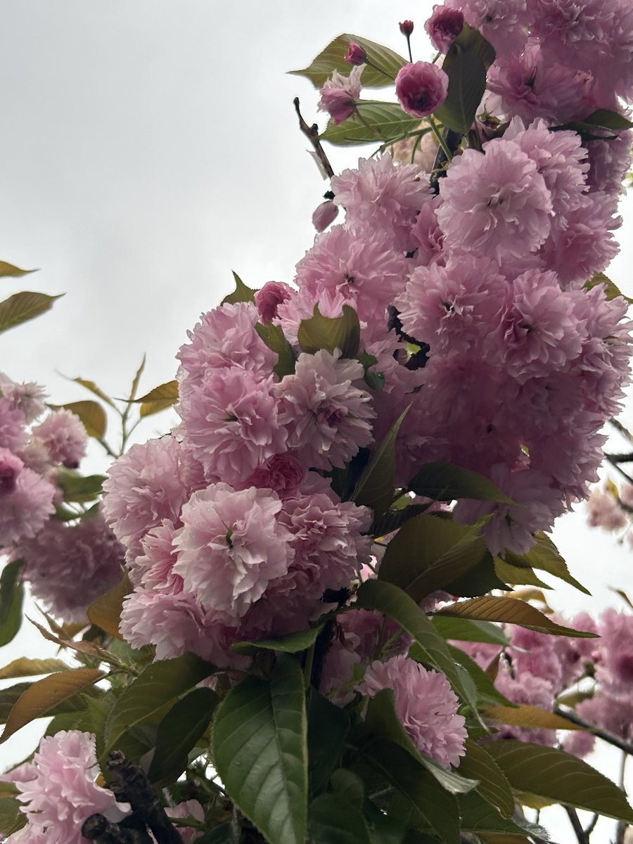 Zephyra Chordis 🌷🕊️【IRIAM US】 tweet media