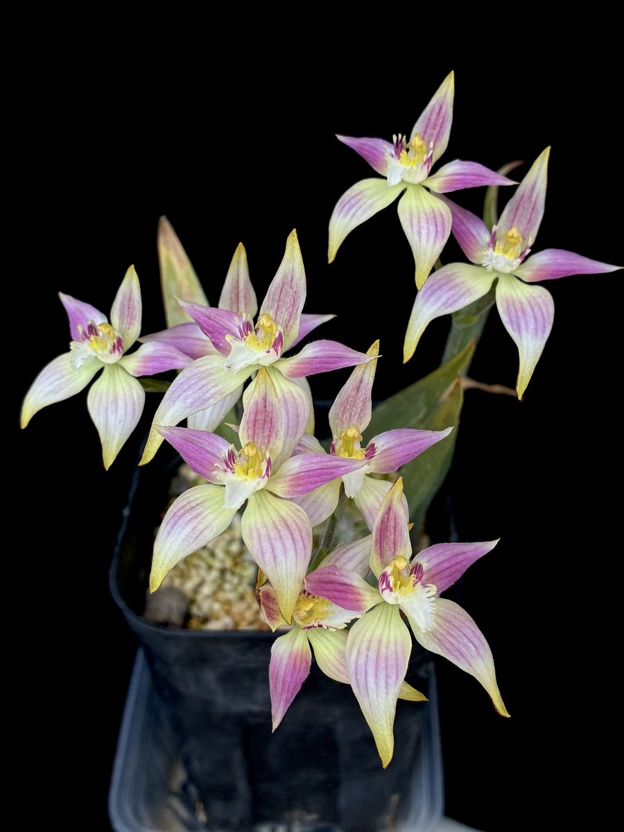 今年は9輪咲きました。一球からここまで増えました。花数が増えて豪華です。

今年は良く日に当てたので、いつもより発色が良い気がします。
テリミトラよりカラデニアの方が自分の環境では育てやすい気がします。

Caladenia (Harlequin × flava) × (Harlequin × speciosa)

nyanyanyanyanko.com/plants/caladen…