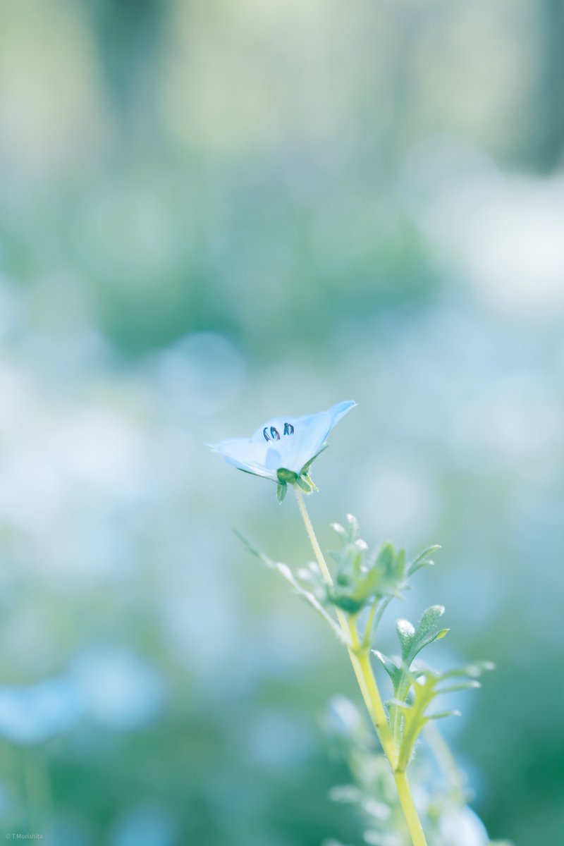 もりしー tweet media