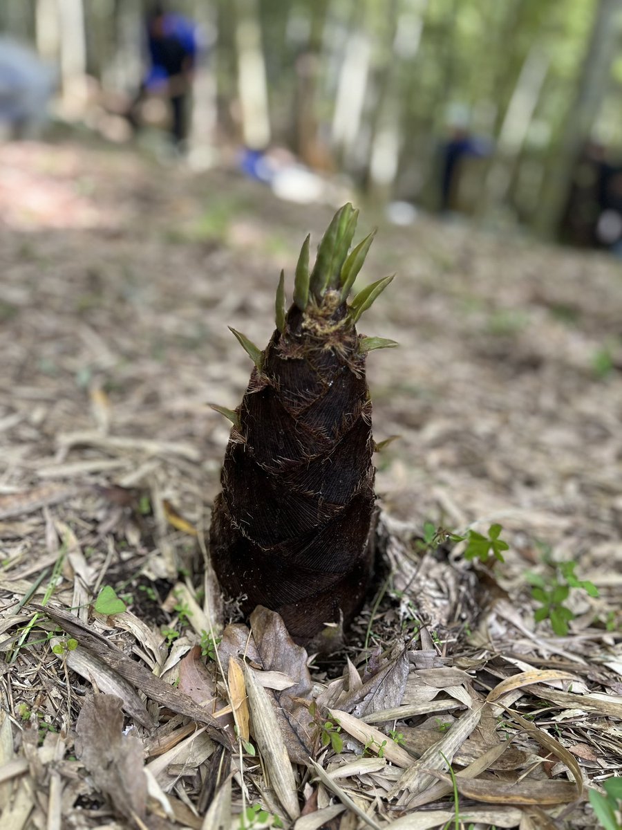 Tヴァイス tweet media