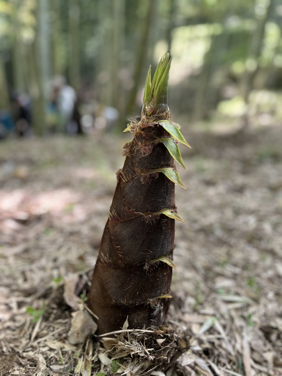 Tヴァイス tweet media