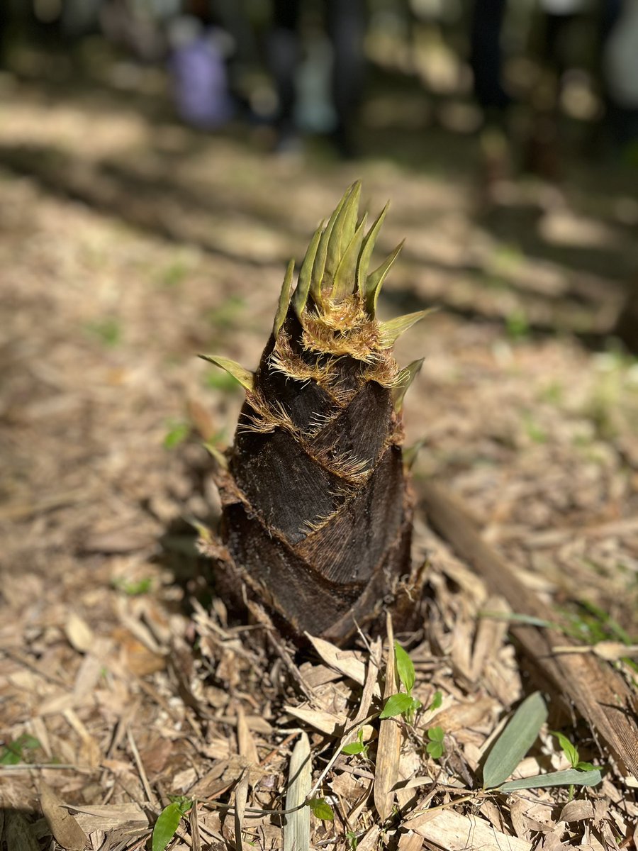 Tヴァイス tweet media