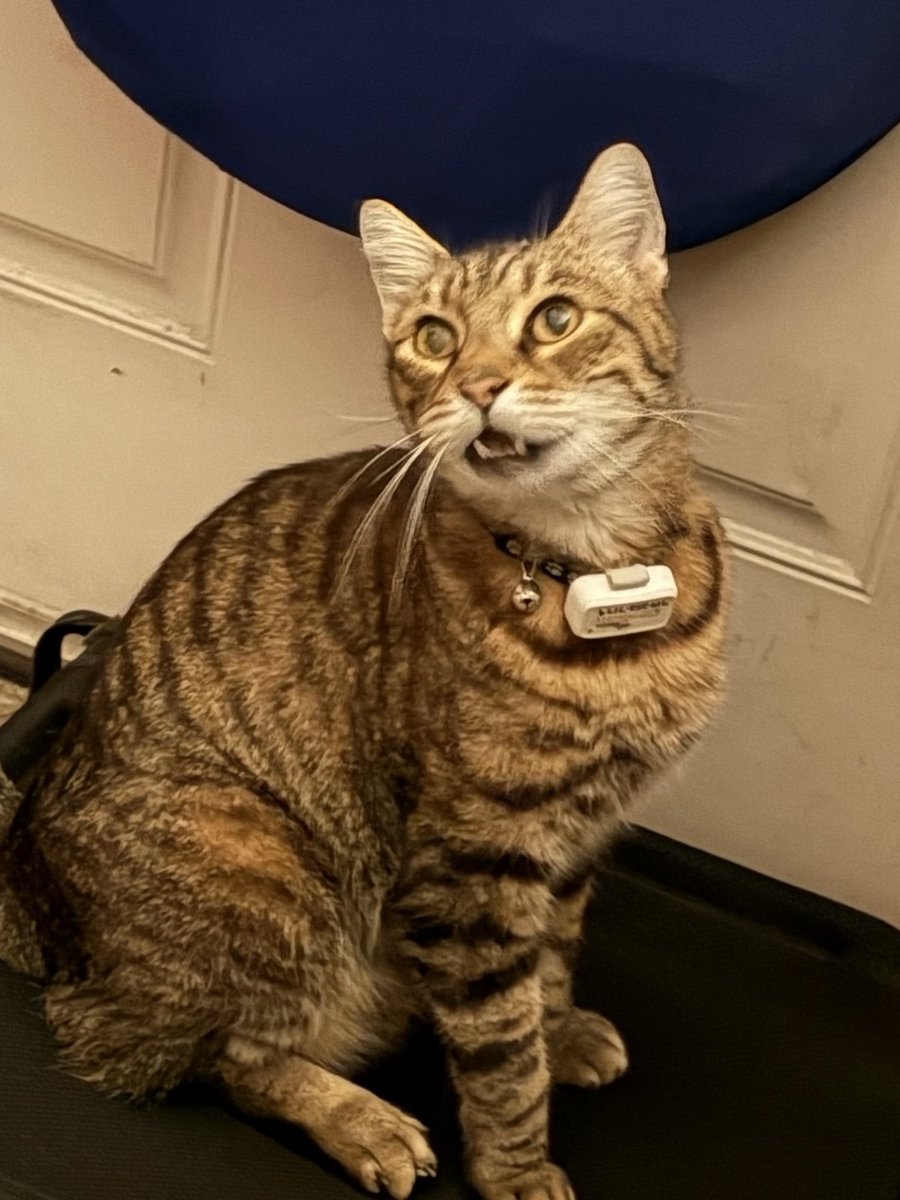 susiefreckleface tweet media