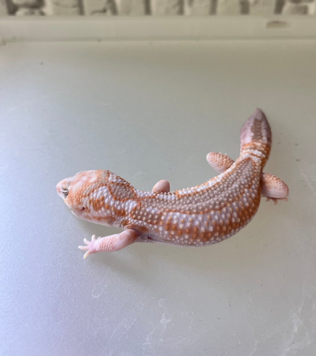 GREED reptiles tweet media