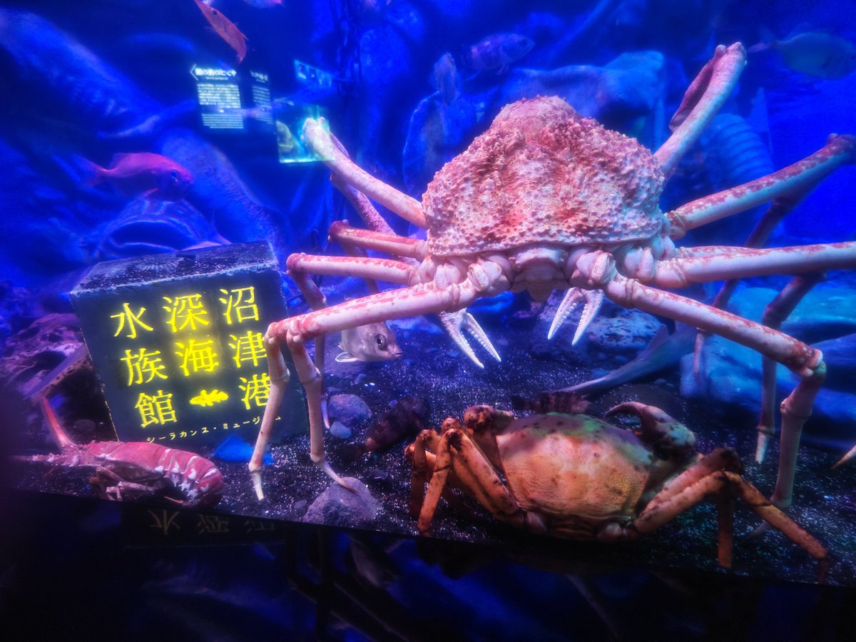 meruzou40's tweet photo. 沼津港深海水族館✨
前回メンダコが見れなかったので今回は見れて良かった👍
メンダコは撮影禁止だったから説明文だけ。
ランチに駿河丼を頼んだら汁物と干物付き😁
アジの干物は脂がのってて美味しかった🥰その後ぶらぶらして揚げたてのアジフライを食べ歩き（笑）美味‼️ https://t.co/Cda4fXVFqy