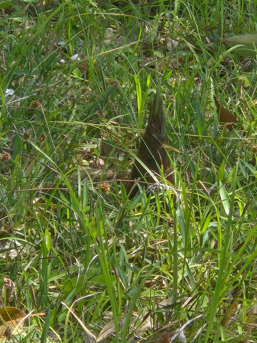 奇乃まよい tweet media