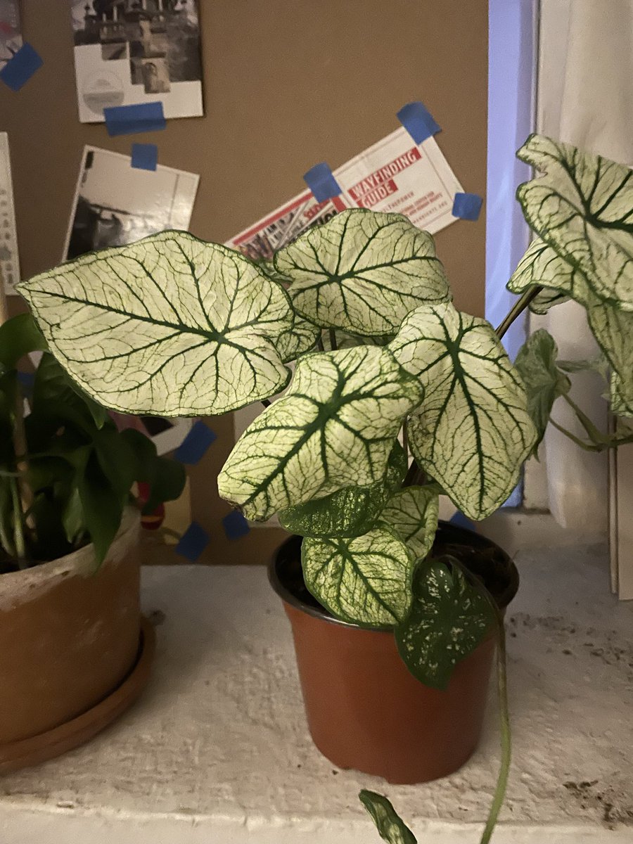Aergia_'s tweet photo. Mamá vino a la casa, trajo una planta, una buena serie y mucho chisme. Universo gracias por darme dichas así ❤️ https://t.co/BvymD6SB2E