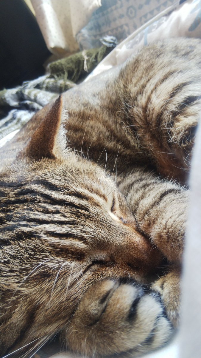 ぐうどる tweet media