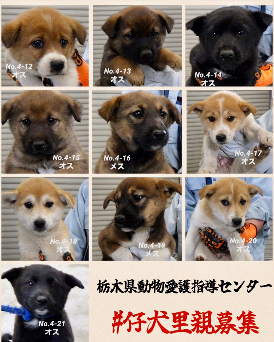 🇯🇵GOLL tweet media