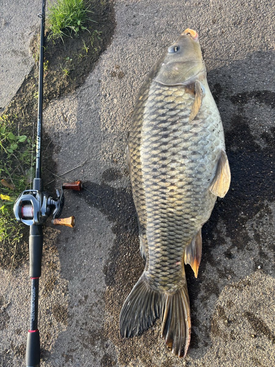 PentagonNobu's tweet photo. 霞ヶ浦ロクマル10lb over💣
何で一等地に上手くいれてライン走ったらお前なんだよ😇
バスは40未満5本釣れました🎣
#霞水系
#スプリームスタイル
#ペンタゴン
#designo https://t.co/U5US2N5ga7