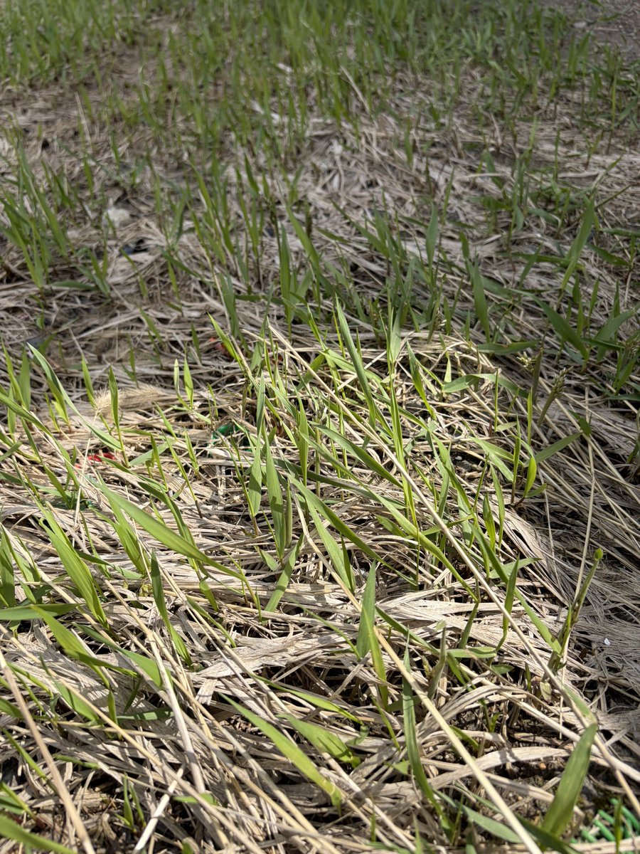 鶴田町のしも tweet media