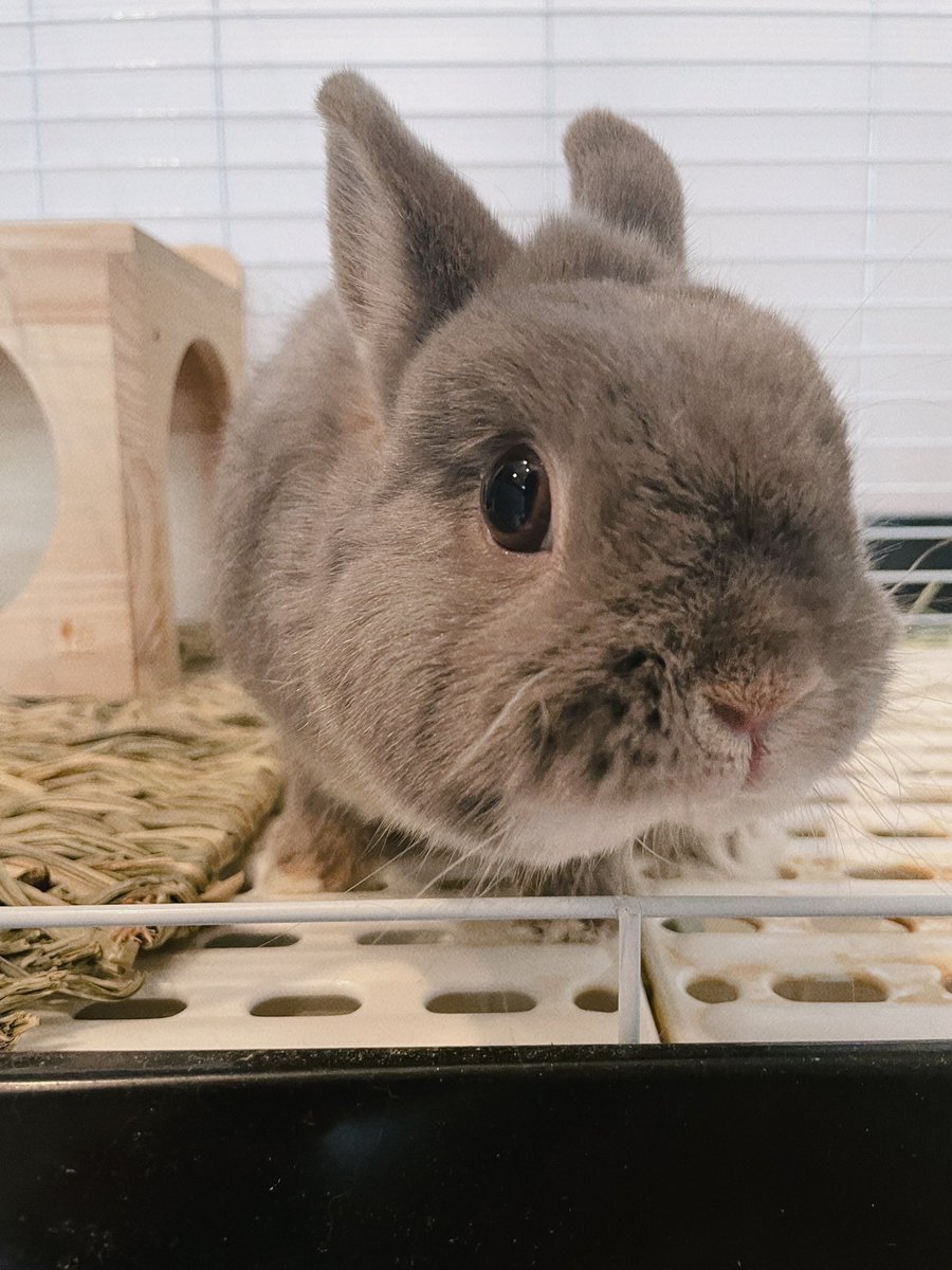 普段はモルモル言ってるモルモット好きですが、うさぎさんもちゃんと可愛がってるんですよという宣言。
目の色がグレーで外人さんみたいでオシャレなうさぎさん🐰