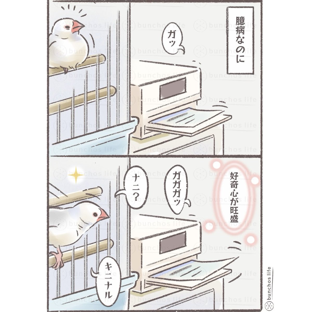 文鳥、臆病なのに好奇心旺盛✨
#文鳥 
#4コマ漫画 